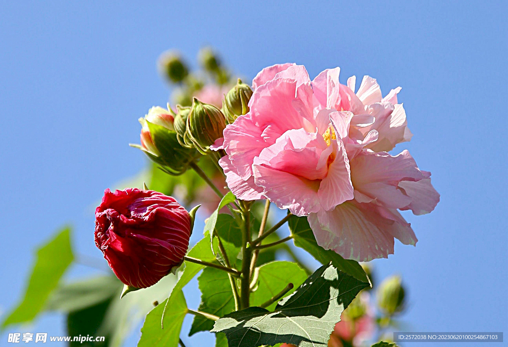 芙蓉花开