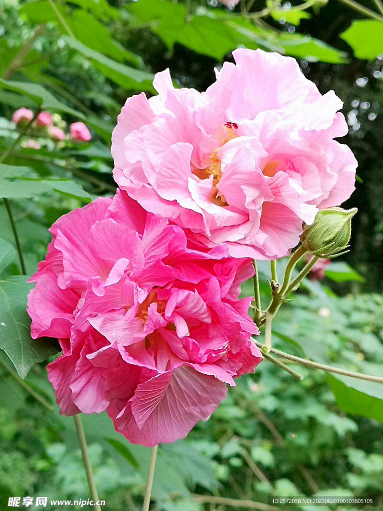 芙蓉花开