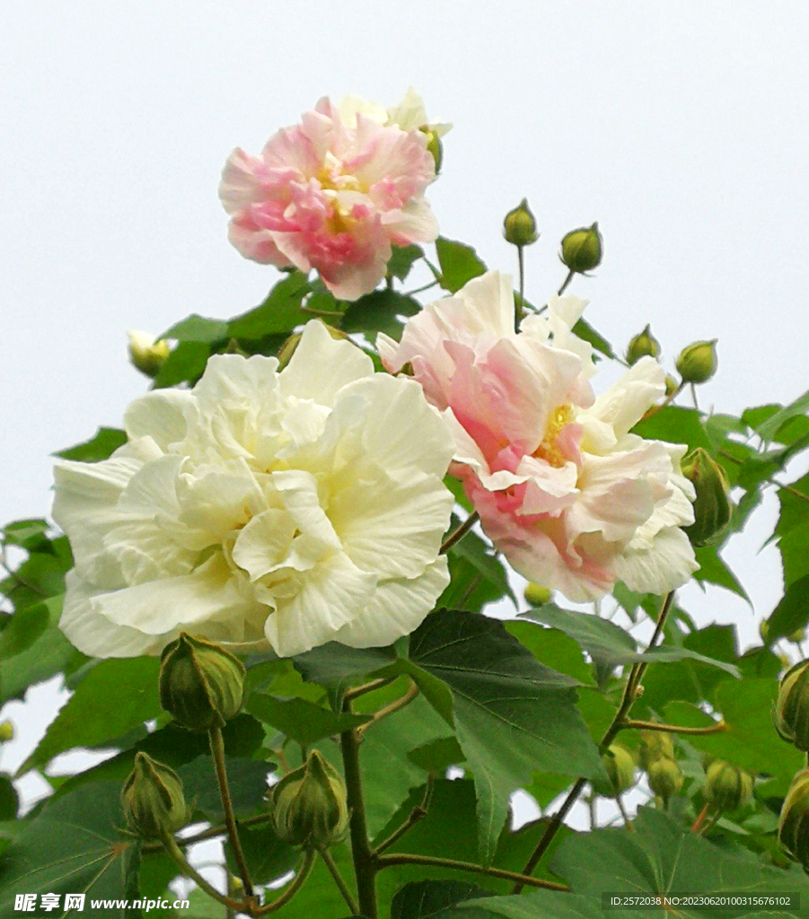 芙蓉花开