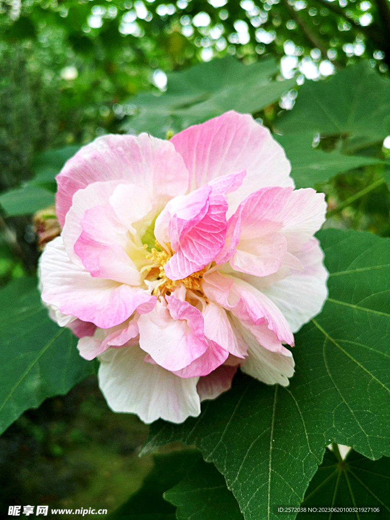 芙蓉花开