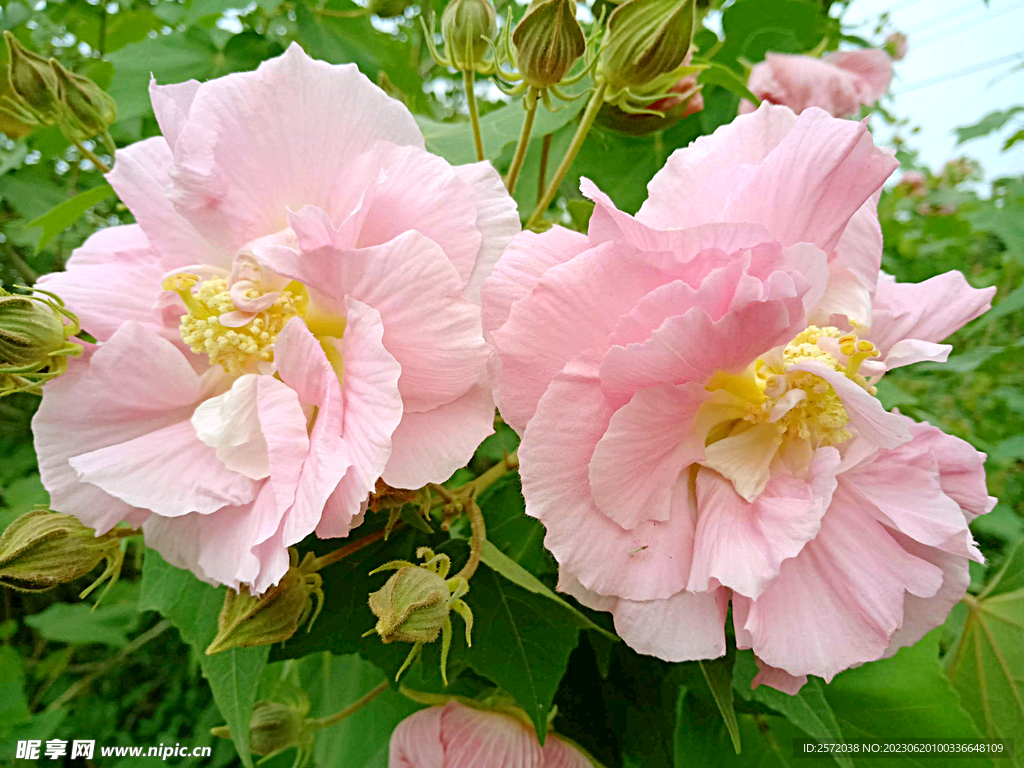芙蓉花开