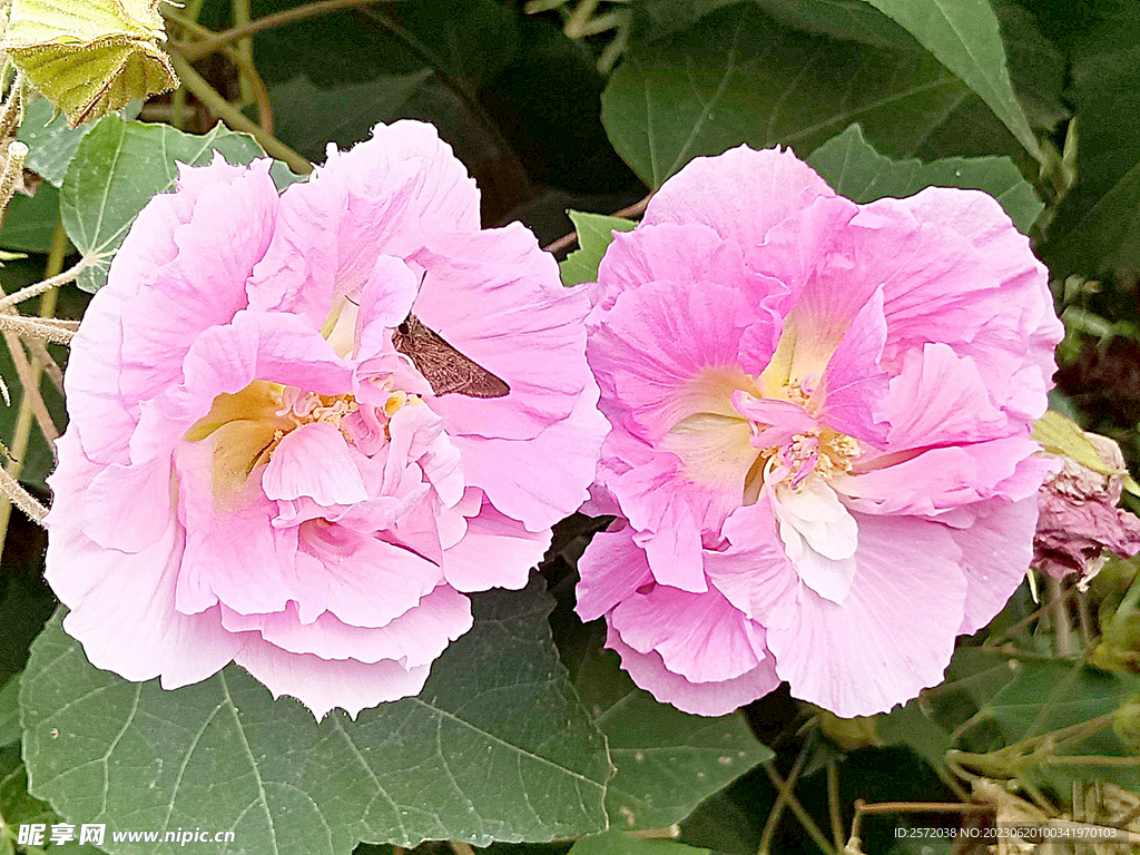 芙蓉花开