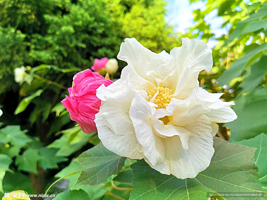 植物 花木 芙蓉花 木芙蓉 拒