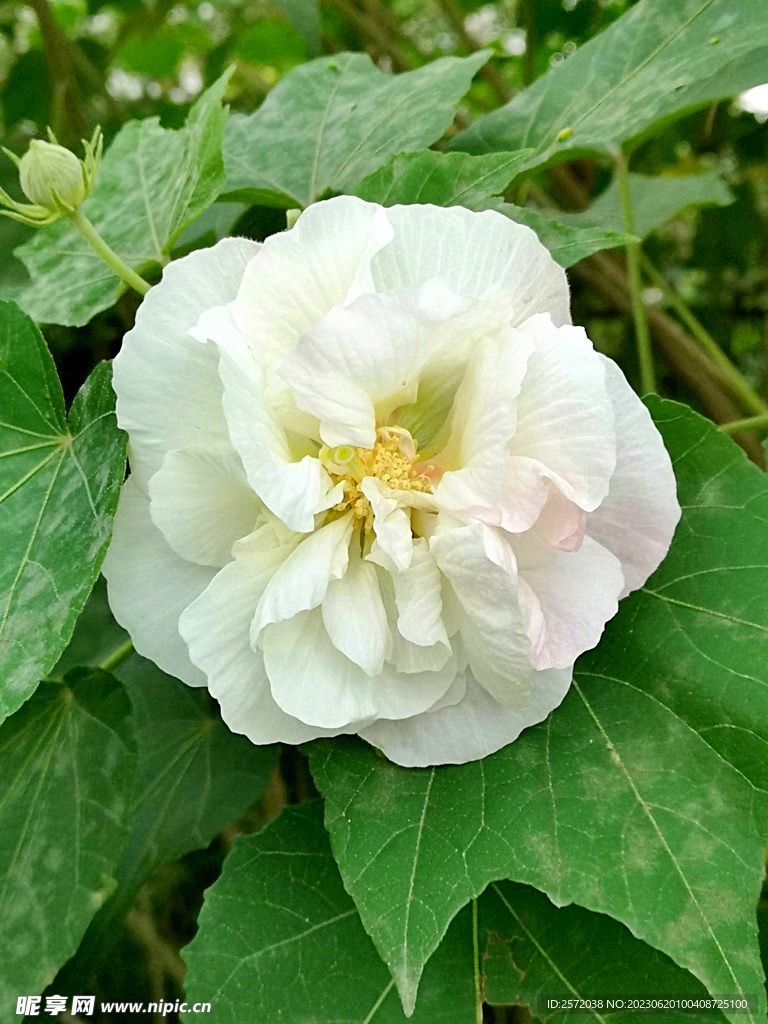 芙蓉花开