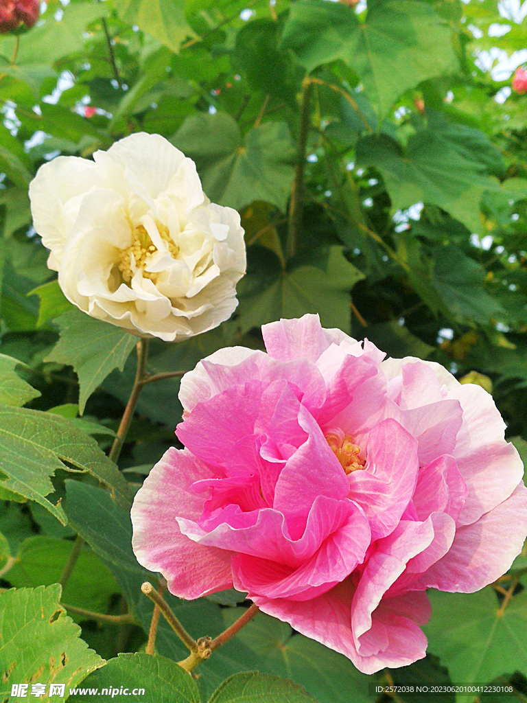 芙蓉花开