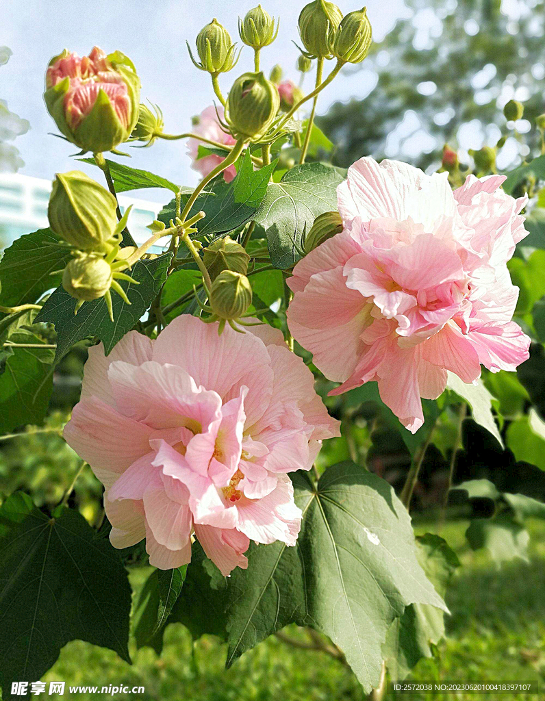 芙蓉花开