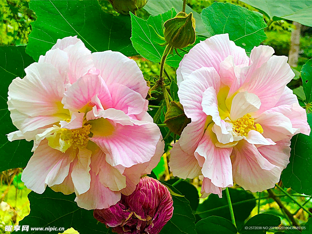 芙蓉花开