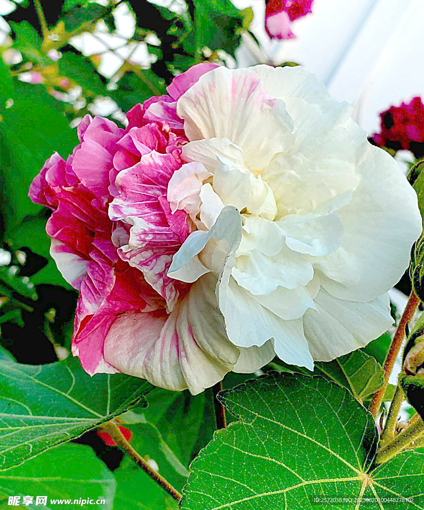 芙蓉花开