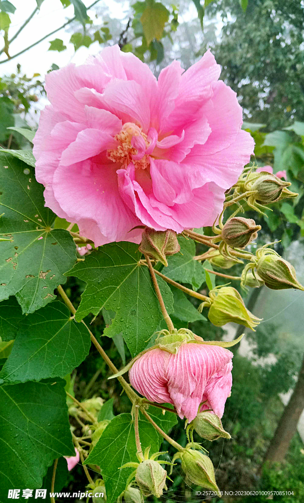 芙蓉花开