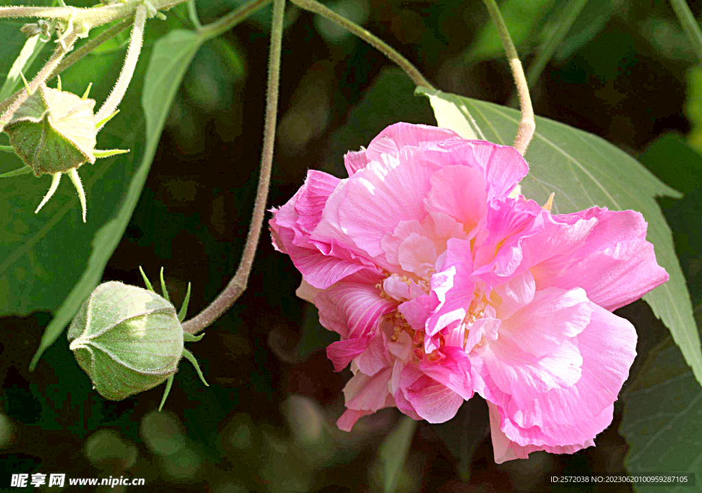 芙蓉花开