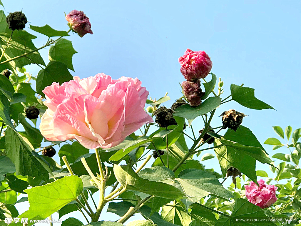 芙蓉花开