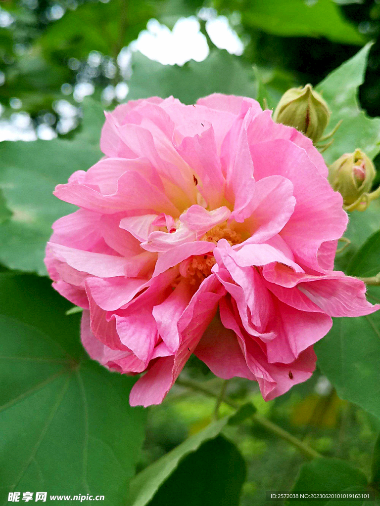 芙蓉花开