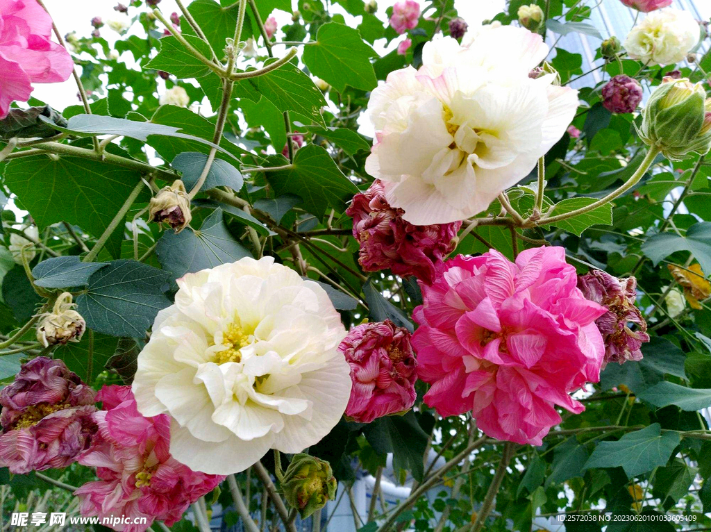 芙蓉花开
