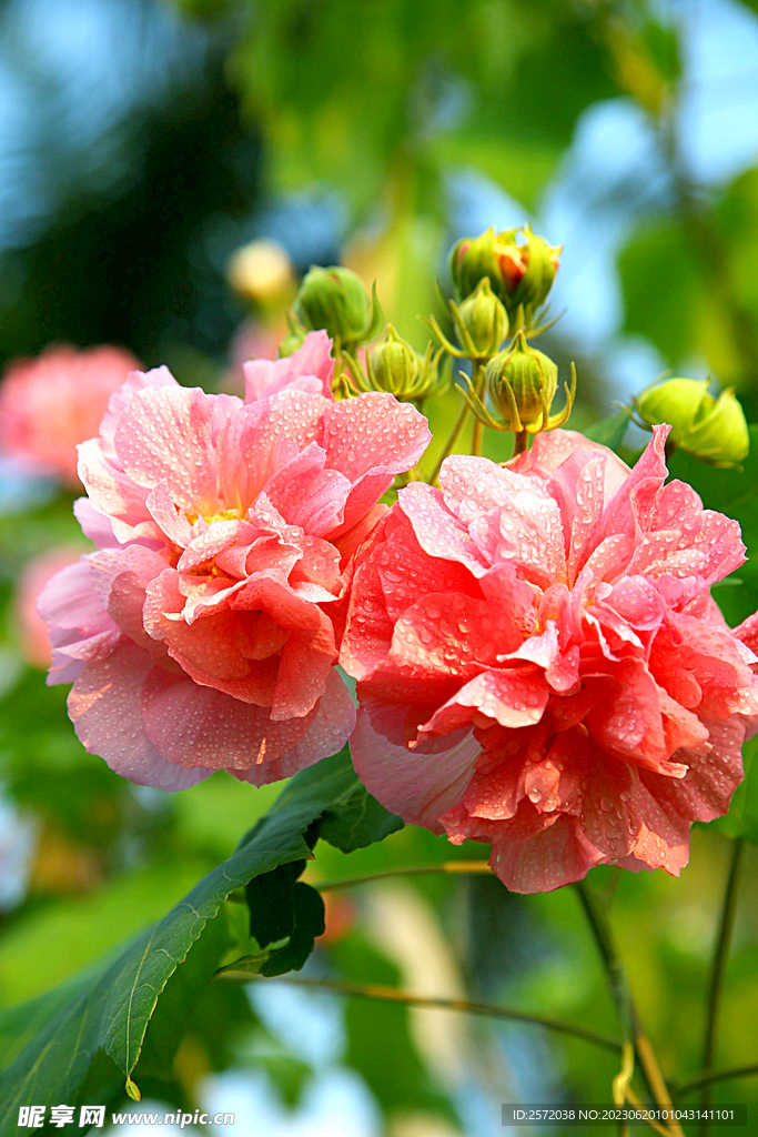 芙蓉花开