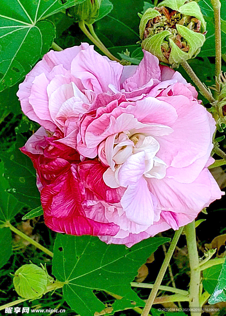芙蓉花开