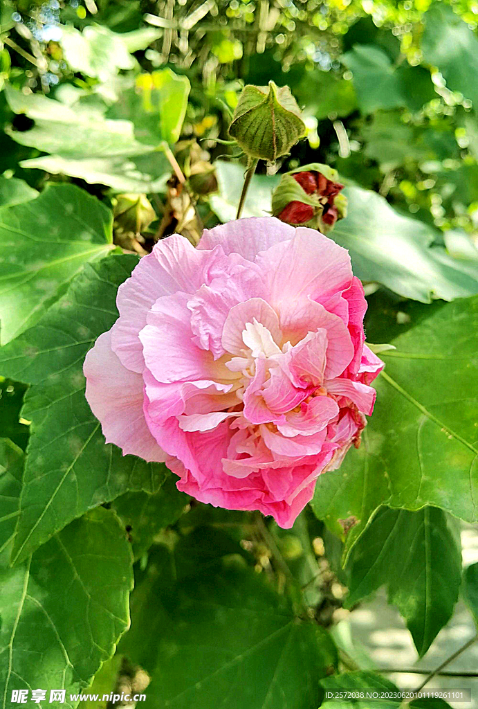 芙蓉花开