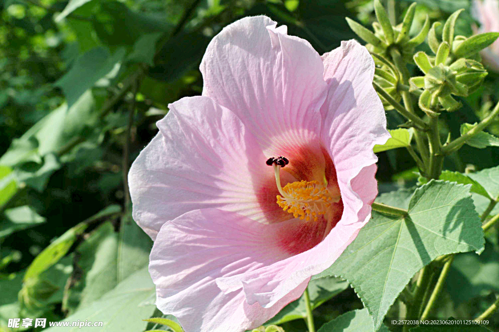 芙蓉花开