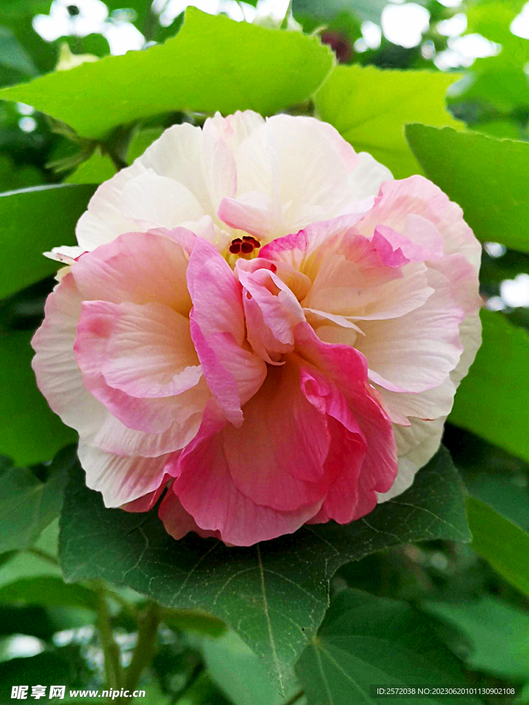芙蓉花开