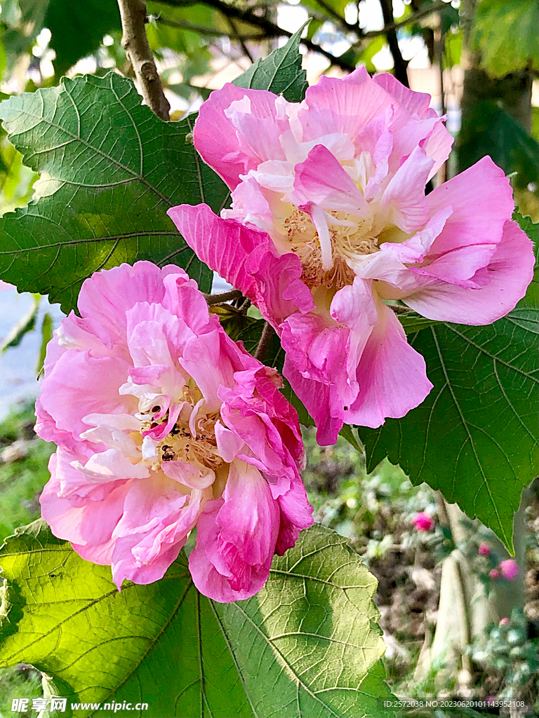 芙蓉花开