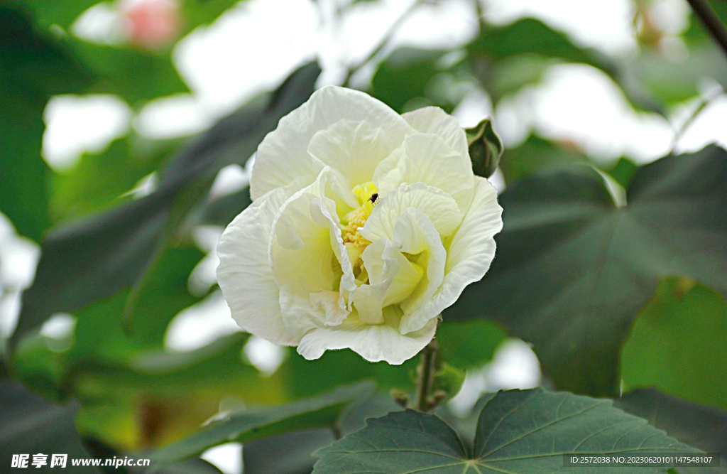 芙蓉花开