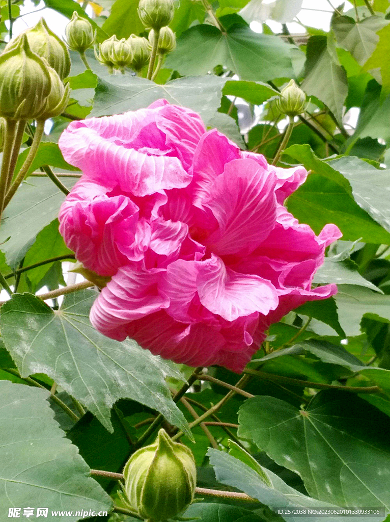芙蓉花开