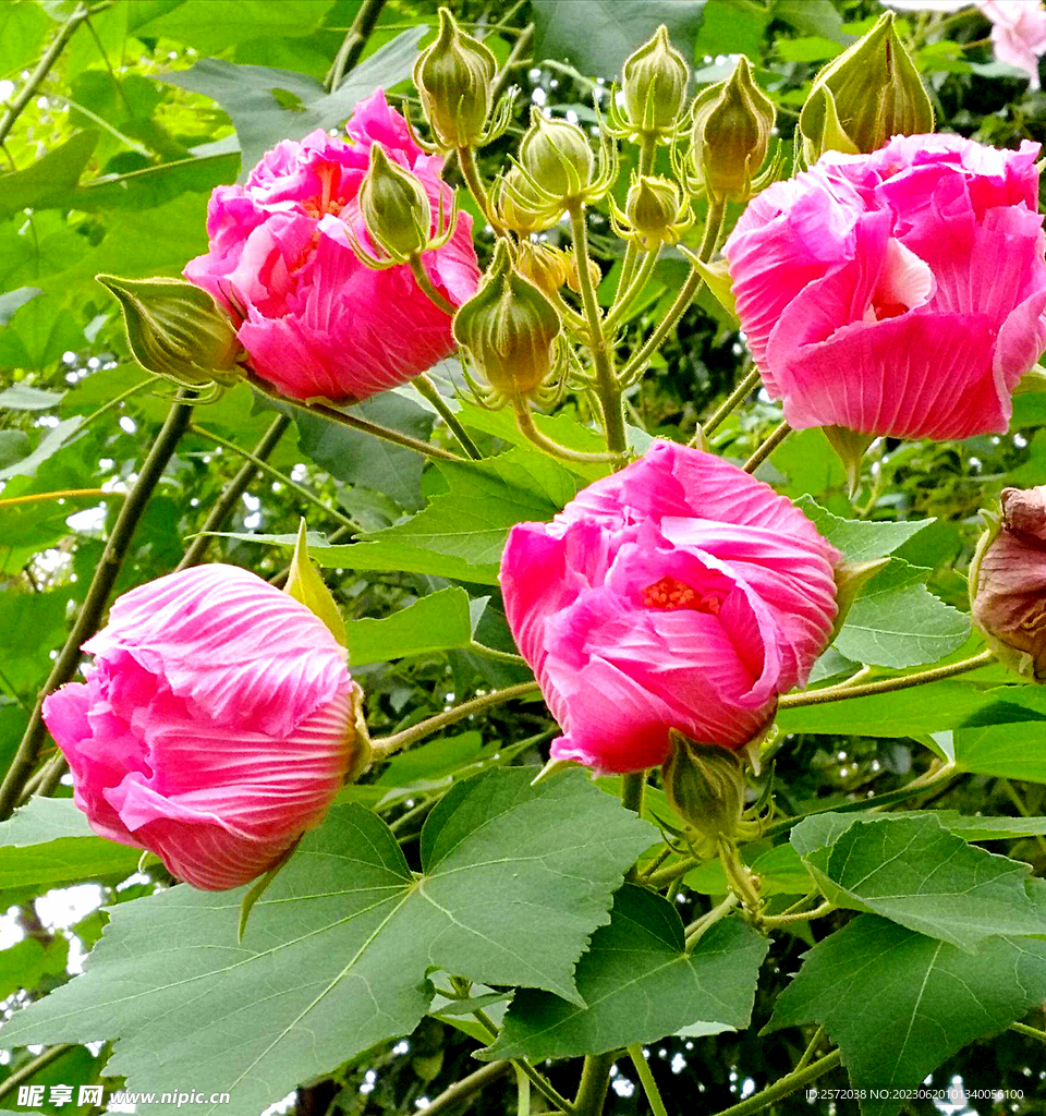芙蓉花开