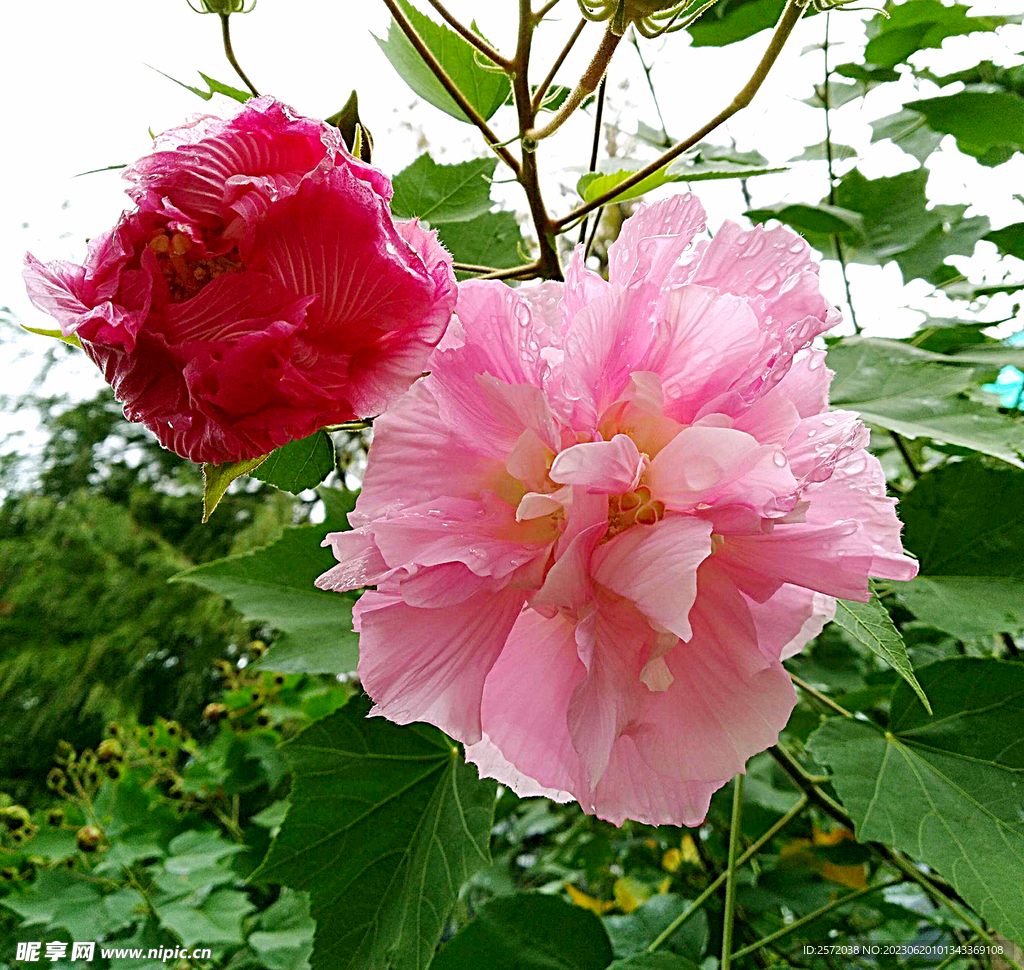 芙蓉花开