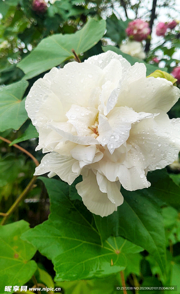 芙蓉花开
