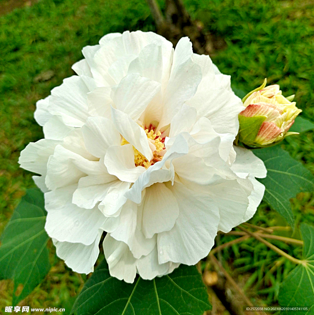 芙蓉花开