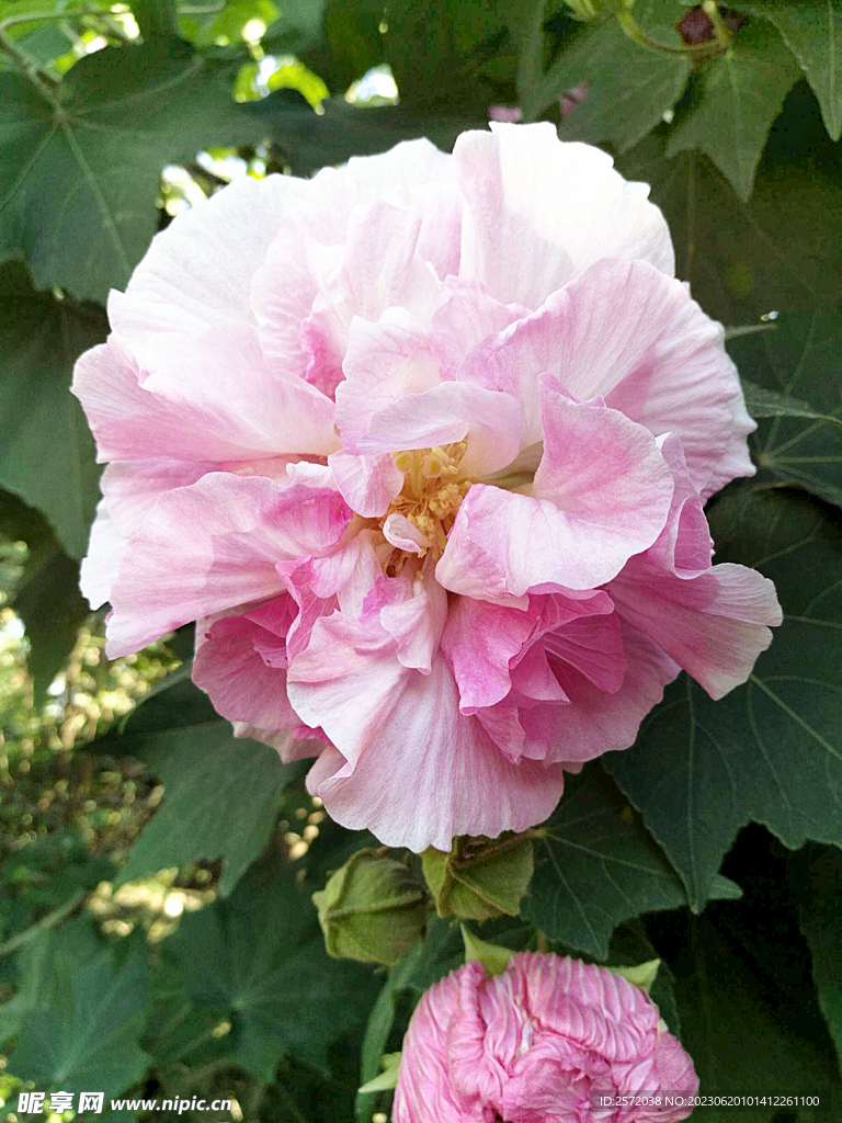 芙蓉花开