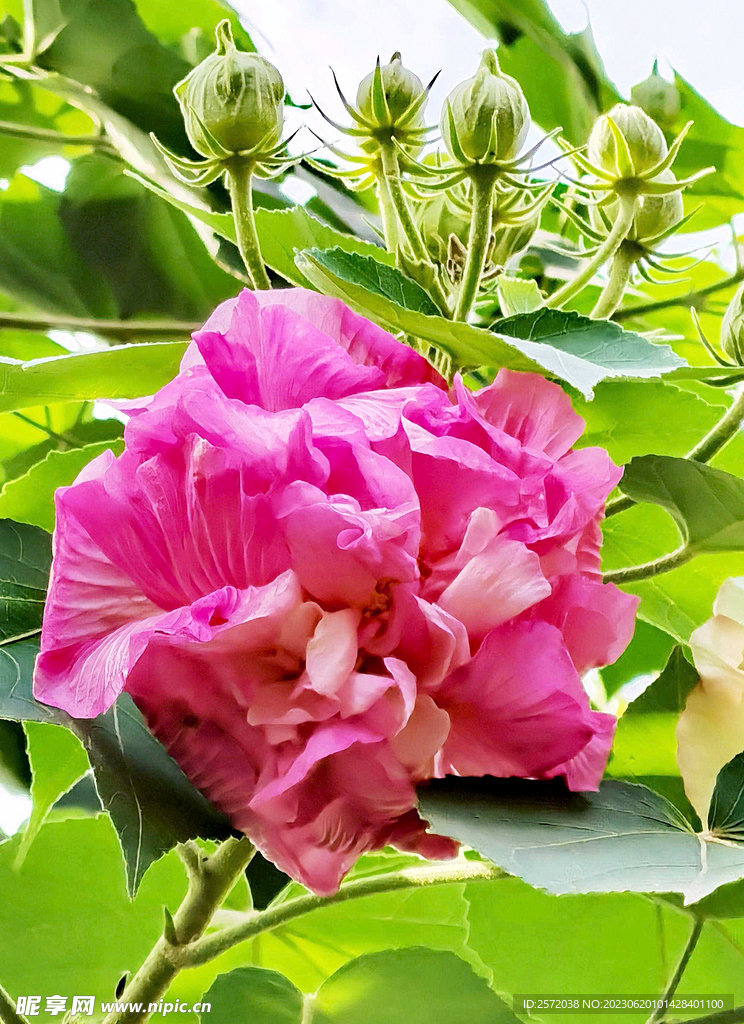 芙蓉花开