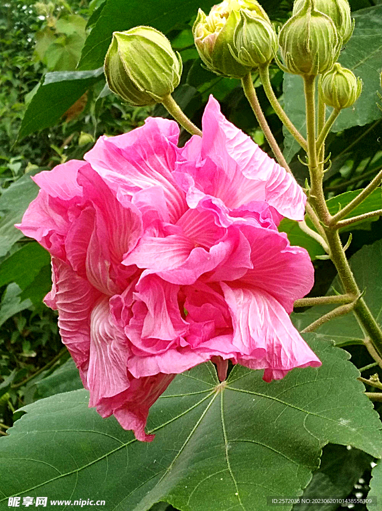芙蓉花开