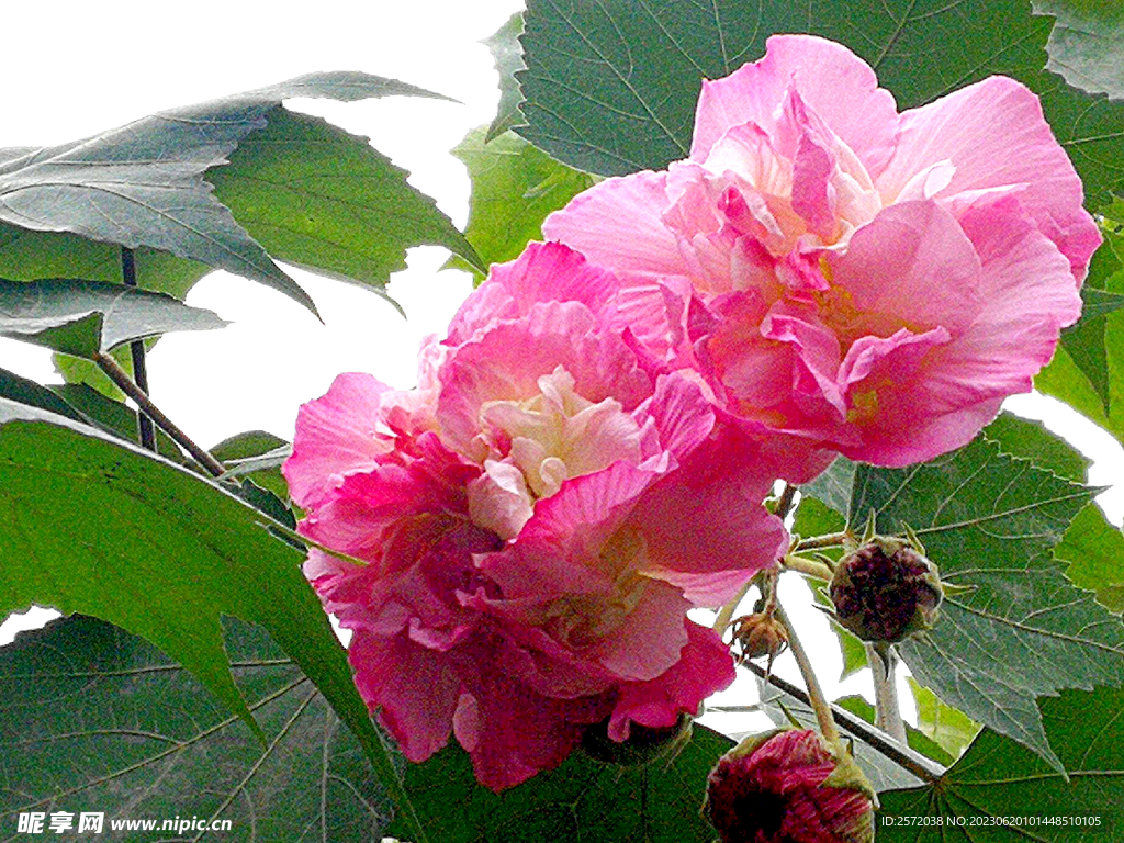 芙蓉花开