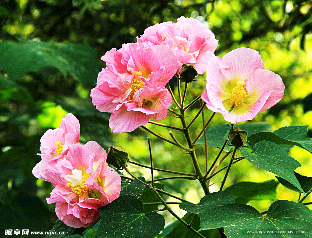 芙蓉花开