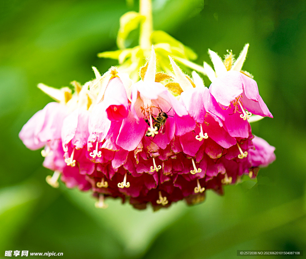 芙蓉花开
