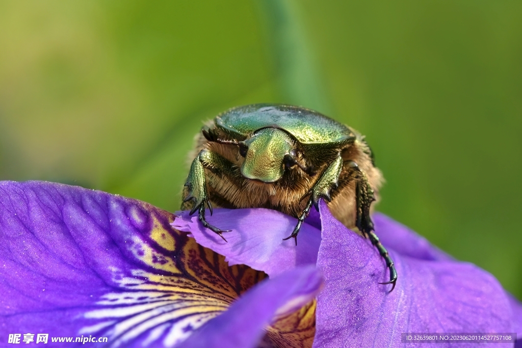 蜜蜂