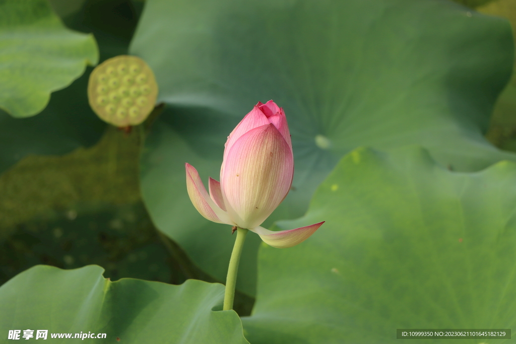 荷花