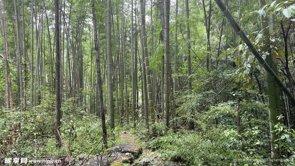 老竹林