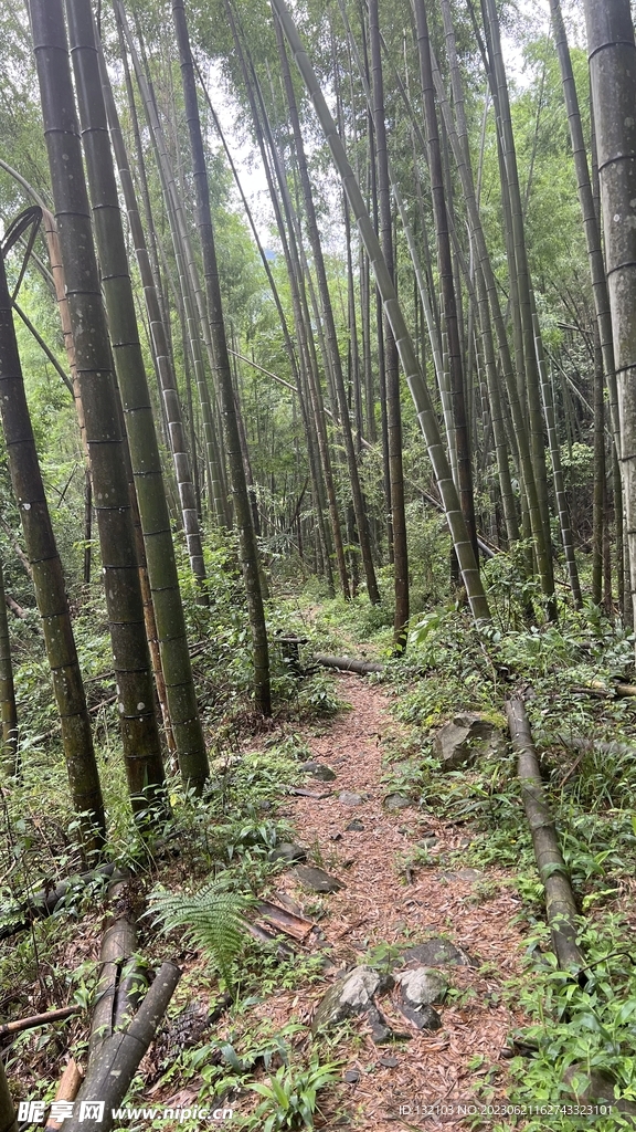 竹林