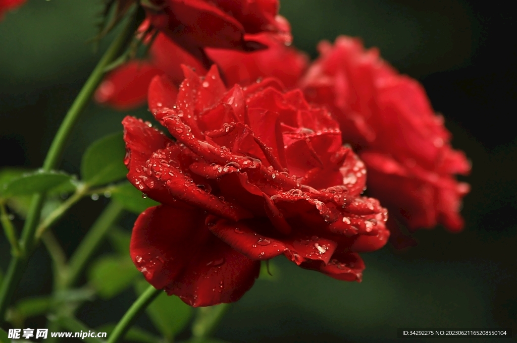 玫瑰花