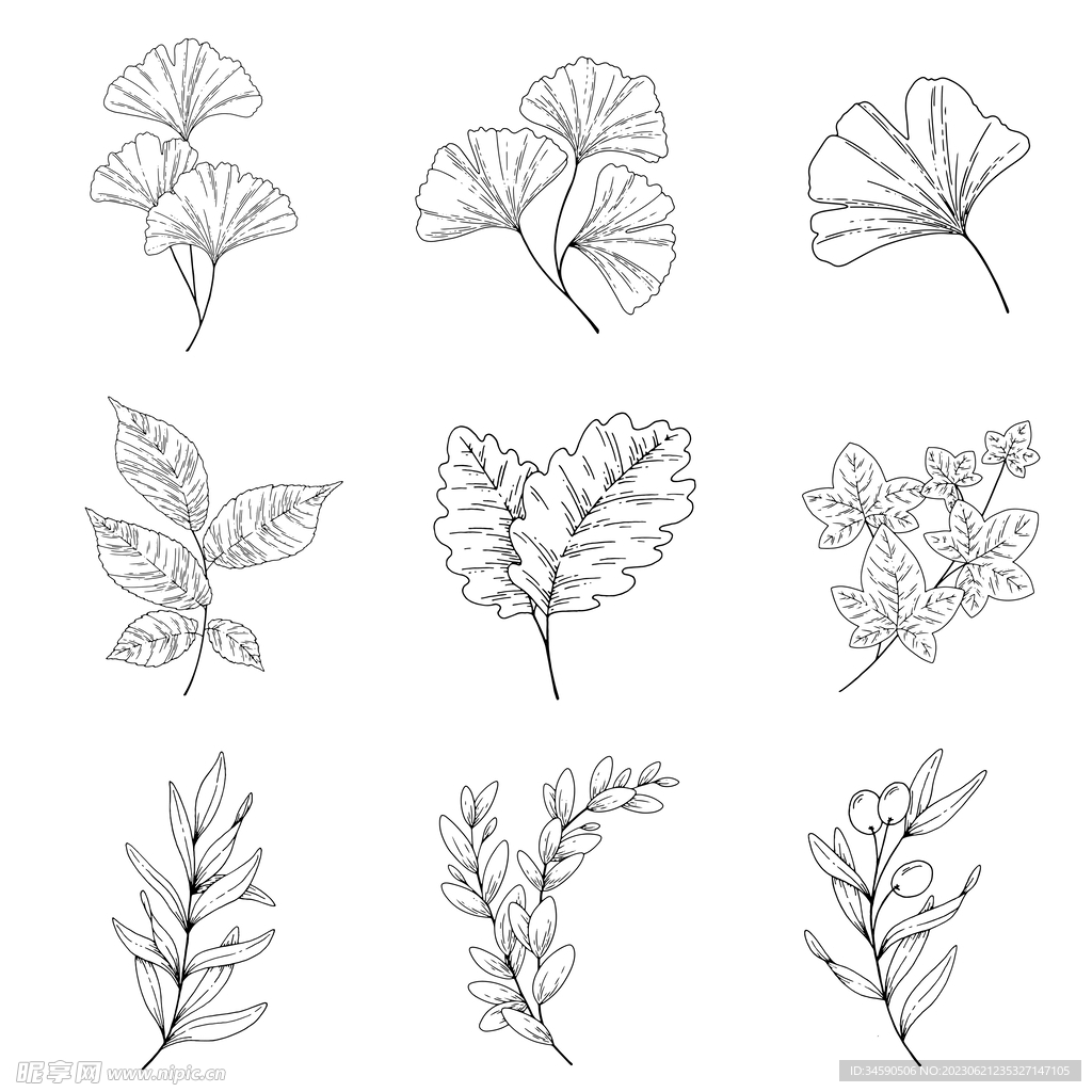 简约黑白植物叶子线稿线条轮廓