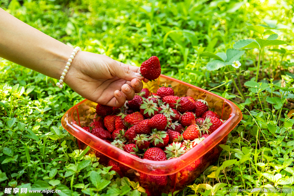 新鲜草莓