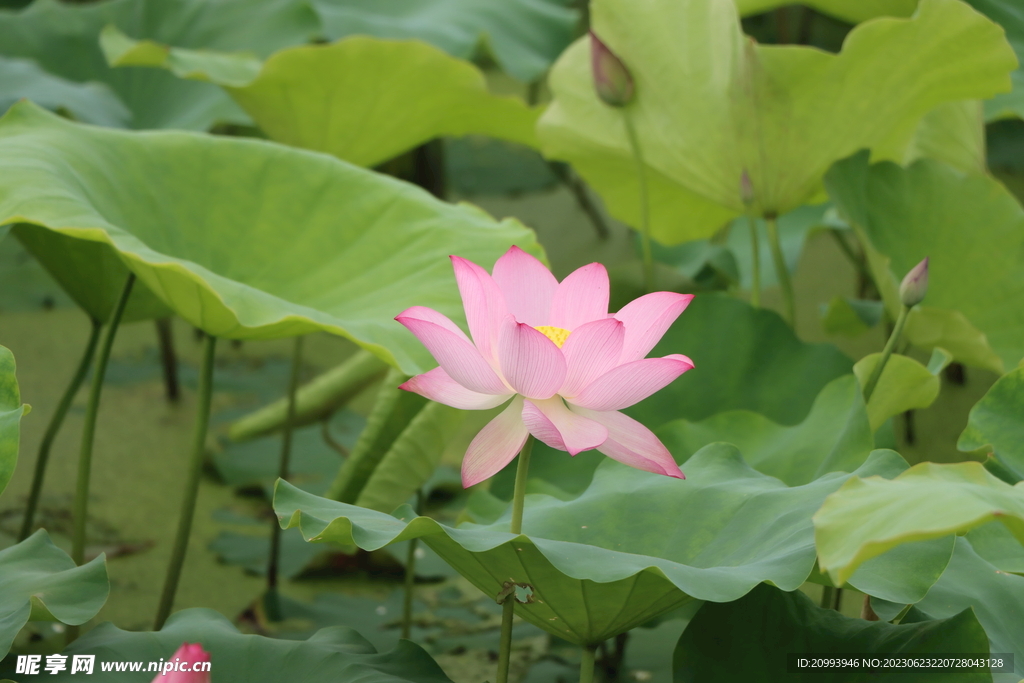 荷花