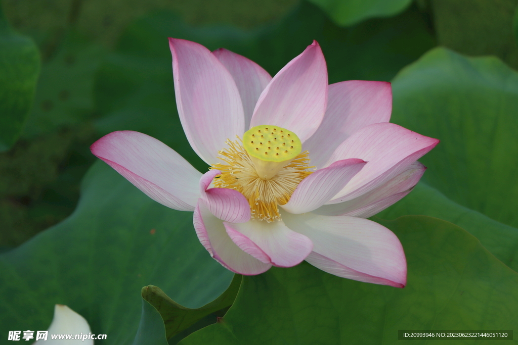 荷花