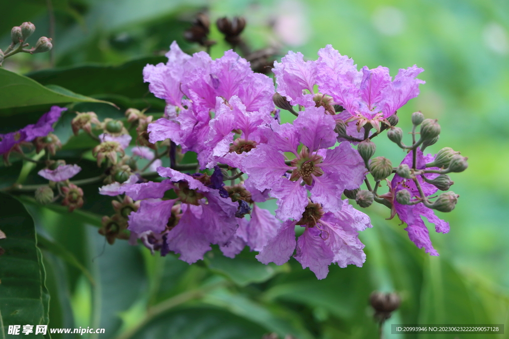 紫薇花