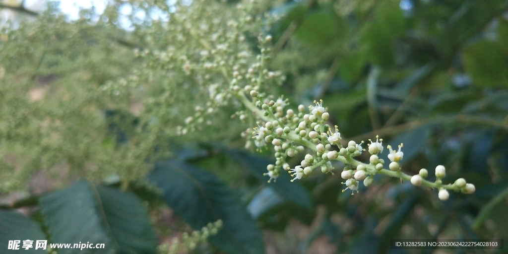 盐麸木花