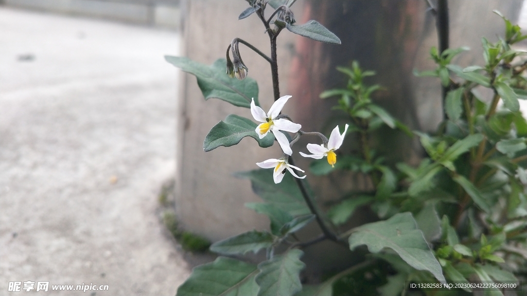 龙葵花