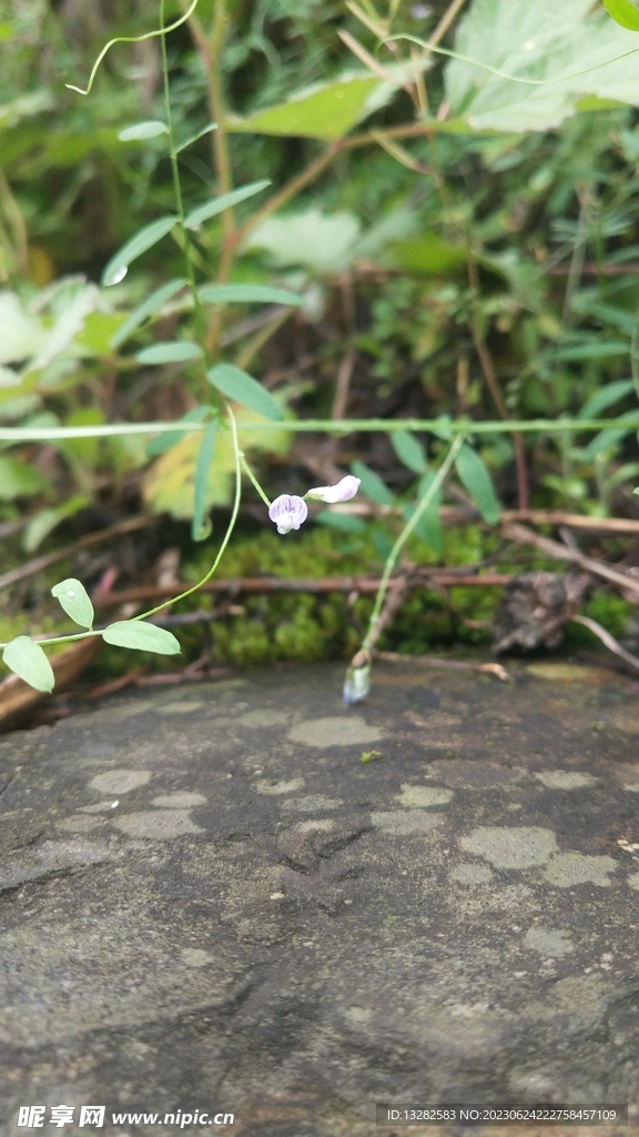 四籽野豌豆花
