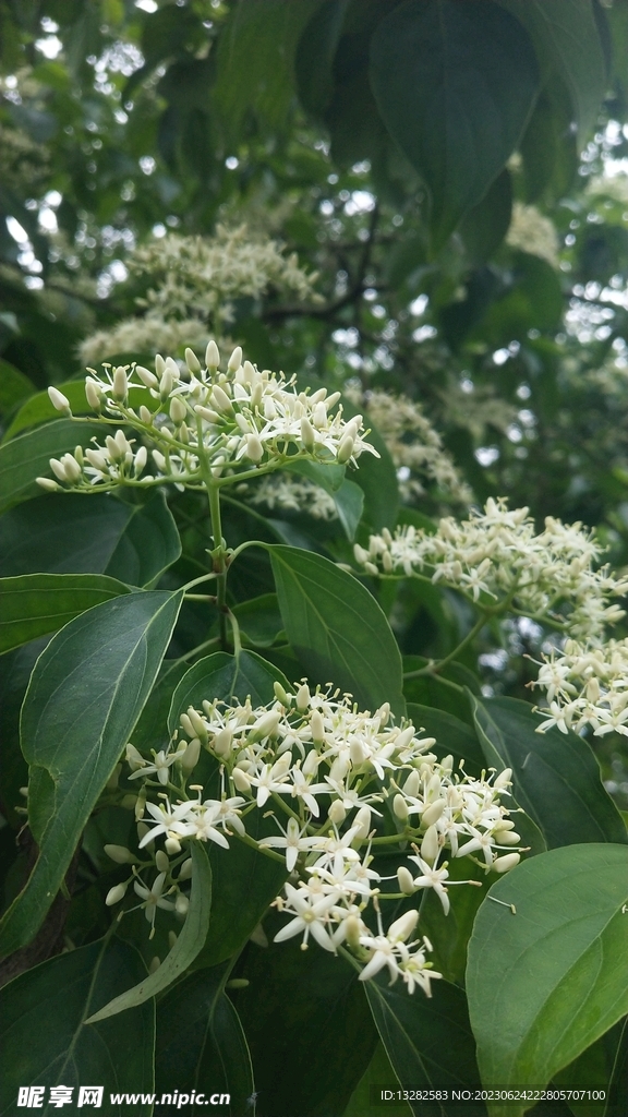 光皮梾木花开