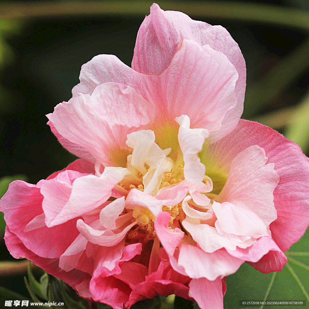 芙蓉花开